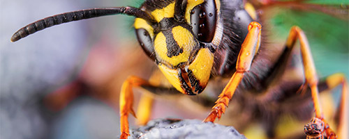 Pest control in Bromley and South London, close up of wasp