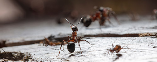 Pest control in Bromley and South London, ants