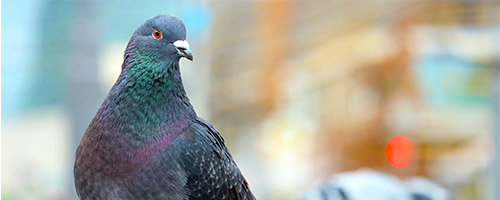 Pest control in Bromley and South London, feral pigeon 