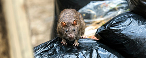 Pest control in Bromley and South London, Rat sitting on bin bags