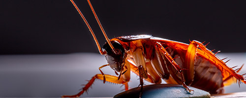 Pest control in Bromley and South London, close up of cockroach